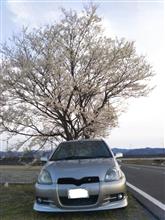 2020年最初の桜とヴィッツコラボ 2020年最初の桜とヴィッツコラボ