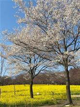 桜と菜の花〜(*&#39;▽&#39;*)