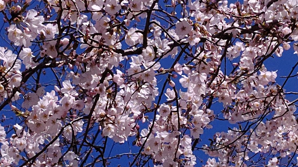伊勢の名桜 お屋根桜🌸｜伊勢のブログ｜伊勢のページ - みんカラ