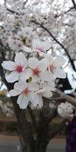 さくら🌸 さくら🌸