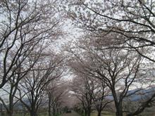 桜巡り　さてどうする？