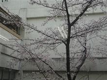 もう桜