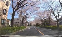 櫻の隧道 櫻の隧道