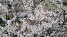 ｻｲｰﾀﾏの桜 2020/03/28
