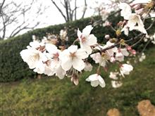 桜ももう少し🌸