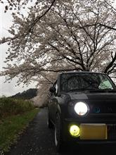 さくラパン