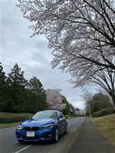 県内で桜を愛でに