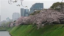 今年の桜はもう終わりか・・・