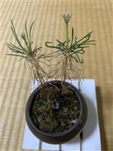 成長再開