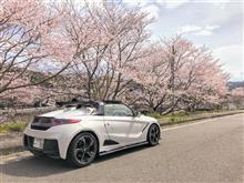 桜も満開？