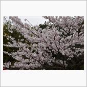 今年の桜は早いなぁw