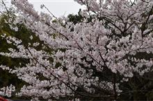 今年の桜は早いなぁw