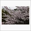 今年の桜は早いなぁw