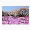 re issue〜Cherry blossom 2011〜