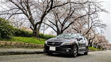 桜満開！　MADONEも開花!?