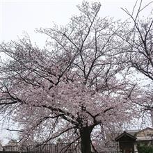 2020年川端通の桜並木