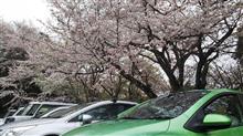 《 CV休業 》桜が満開・・・ 《第１日目》
