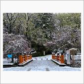 雪櫻