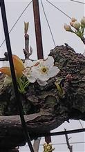 えっとネ・・・ えっとネ・・・