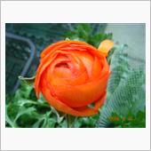 🌸　ORANGE