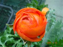 🌸　ORANGE