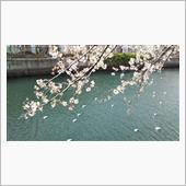 桜です！！