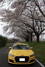 車検完了　桜を愛でにテストドライブ