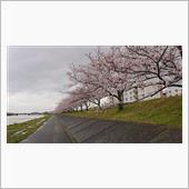 ひと気の全くない今年の桜は可 ...