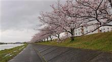 ひと気の全くない今年の桜は可哀想(*_*;