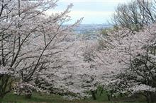 近つ飛鳥 風土記の丘・桜