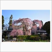 2016年4月の山梨県のサクラ