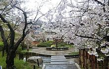 Be a kobe-walker！　🏃 Enjoy cherry blossoms 🌸　🚃🚃🚃　沿線ウォーキング　＠　阪急電車神戸線　岡本駅！