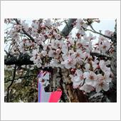 早朝の桜　₍˄&#183;͈༝&#183;͈˄₎ ...
