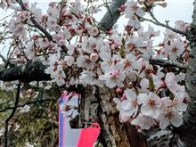 早朝の桜　₍˄&#183;͈༝&#183;͈˄₎◞ ̑̑ෆ