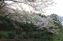 七沢森林公園の桜 (2020.03.22) 七沢森林公園の桜 (2020.03.22)