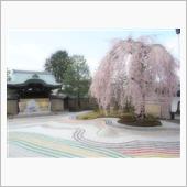SAKURA 2020　KY ...