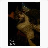 雨上がりの猫さんの仮眠。