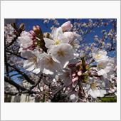 今朝の桜 2020/04/02