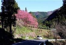 埼玉　都幾川　桜