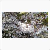 ｻｲｰﾀﾏの桜 2020/0 ...