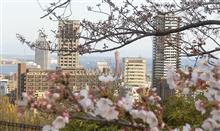 Be a kobe-walker！　🏃 Enjoy cherry blossoms 🌸　🚃🚃🚃　沿線ウォーキング　＠　JR西日本神戸線　元町駅！