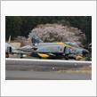 桜2020ファイナル！