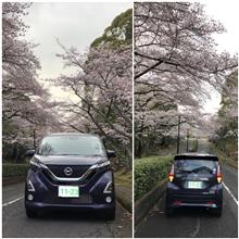 桜デイズは畑で通販。