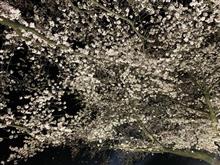 夜桜🌸