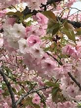 昨年の造幣局の桜🌸✨✨💖💕