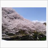 本当に見るだけの“花見”