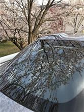 男前SUPRAと桜