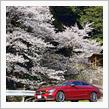桜とC Class Coupe