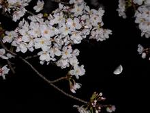 夜桜に月