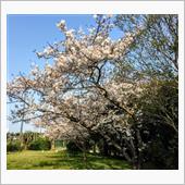 桜の花を気にして上ばかり見て ...